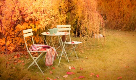 autumn colours in the garden