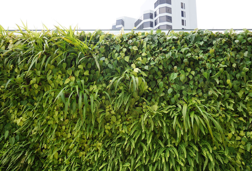 living wall created in singapore to screen the urban landscape