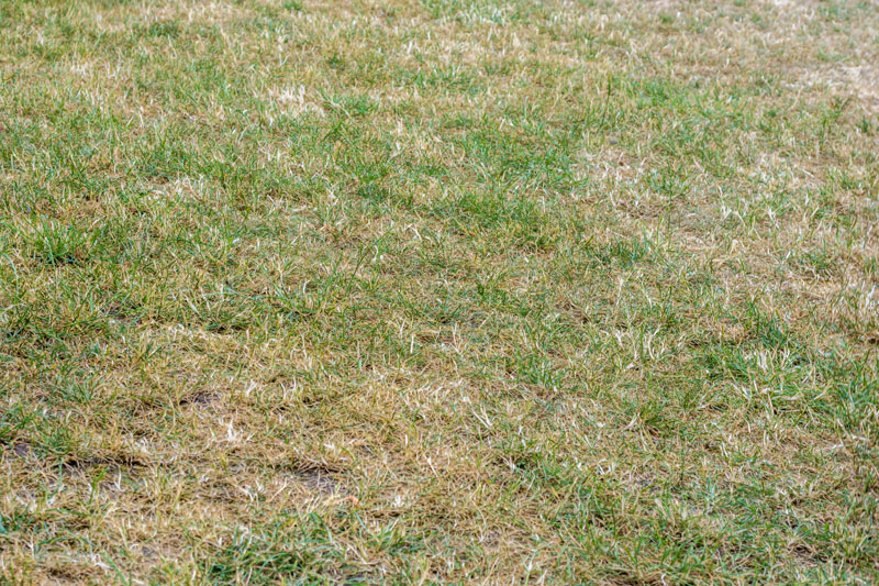 natural grass lawn turning brown due to hot weather and drought